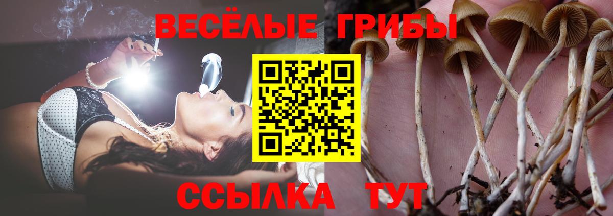 Псилоцибиновые грибы мицелий Асино
